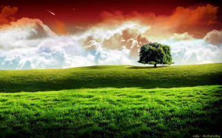 Lone tree grassy hill cloudy 7 - a red sky free wallpaper