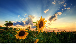 Sunflower field sunshine clouds background - a field of sunflowers free wallpaper