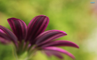 Purple flower closeup blurry background 7 - a close up free wallpaper for desktop