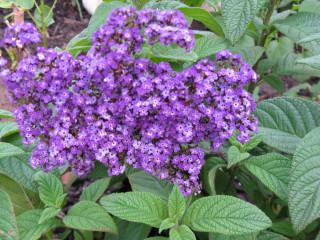 Purple flowers garden green leaves 3 - a garden area free wallpaper