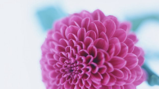 Pink flower green stem petals - the top of it free wallpaper for desktop