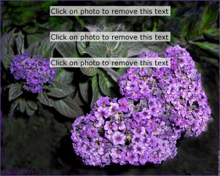 Purple flower click remove text - photo free wallpaper