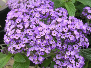 Purple flowers pot ground blooming - a pot free wallpaper