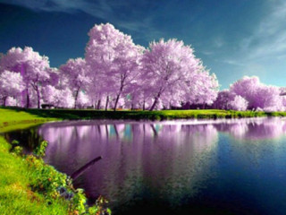 Lake blooming trees blue sky - beautiful landscape free wallpaper