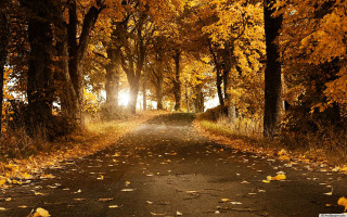 Road trees leaves sunlight nature - the other side free wallpaper for desktop