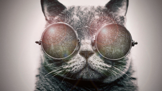 Cat glasses patterned eyes head - same free wallpaper for desktop