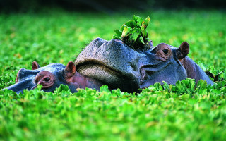 Hippos grass plant head laying - anne nasmyth free wallpaper for desktop