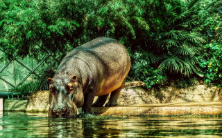 Hippo standing water fence trees - clovis trouille free wallpaper for desktop
