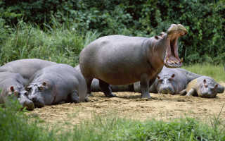 Hippopotamus opens mouth lying down - free animals wallpaper