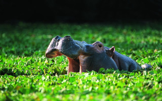 Hippo laying in grass ecological - amédée ozenfant free wallpaper