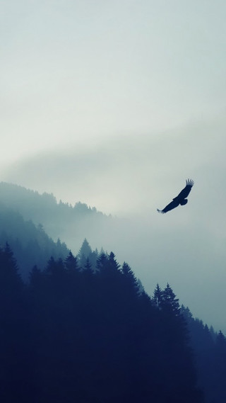 Bird flying forest fog mist - cloudy free wallpaper for mobile