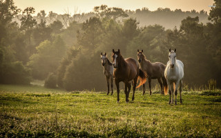 Horses field grass trees background - a field of grass free wallpaper for desktop