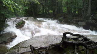 Hudson river forest rocks trunk - fallen free wallpaper for desktop