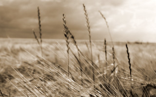 Black white grass field sky - photo of a field free wallpaper