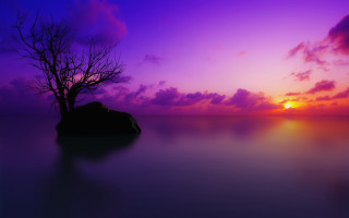 Lone tree silhouette purple sunset 6 - a rock in the foreground free wallpaper for desktop