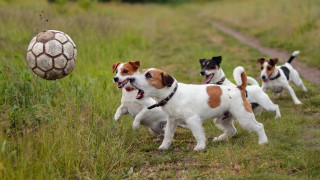 Dogs running field soccer ball - a group of dogs free wallpaper