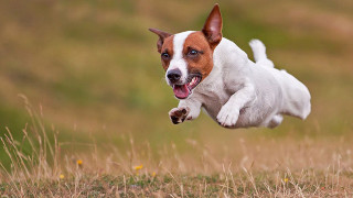 Dog running field frisbee mouth - a frisbee free wallpaper