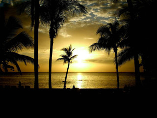 Sunset palm trees person bench - a sunset free wallpaper for desktop