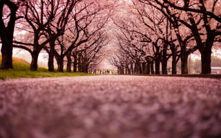 Tree lined road pink flowers - both side free wallpaper for desktop