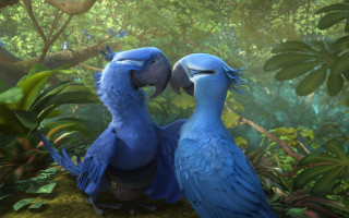 Two blue birds sitting in - their beak free wallpaper for desktop