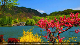 Lake tree flowers mountain autumn - the foreground and a mountain in the background free wallpaper