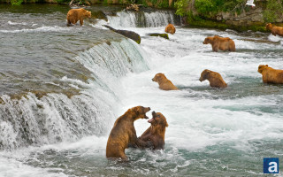 Bears playing waterfall fun nature - alson s. clark free wallpaper for desktop