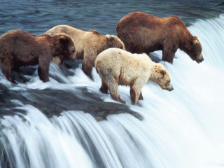 Three bears walking waterfall in - wildlife photography free wallpaper for desktop