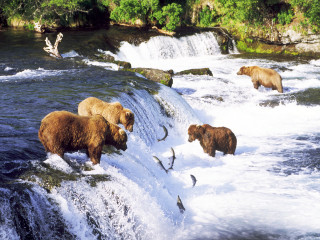 Bears waterfall fishing group swimming - a waterfall free wallpaper