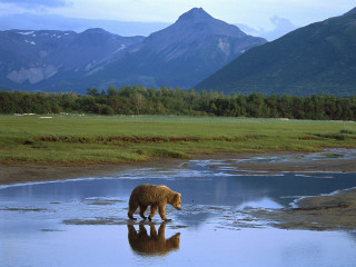 Bear river mountains grass reflection - a bear free wallpaper
