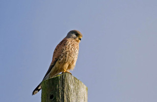 Bird wooden post sky superflat - a sky background in the background free wallpaper