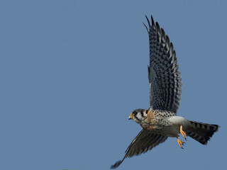 Bird flying air wings spread 7 - wildlife photography free wallpaper