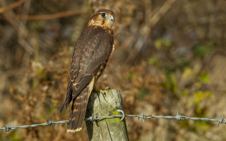 Hawk perched barbed wire fence - dave allsop free wallpaper