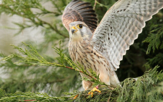Hawk perched branch tree wings - wildlife photography free wallpaper for desktop