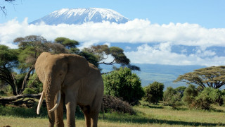 Elephant field mountain clouds trees - an elephant free wallpaper