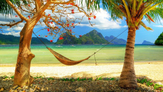 Hammock palm trees beach ocean - a hammock free wallpaper
