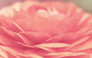 Pink flower macro soft colors - the petal free wallpaper for desktop