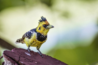 Small bird yellow black head 2 - a piece of wood free wallpaper