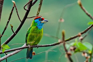 Colorful bird perched tree branch 6 - leaf and buds free wallpaper