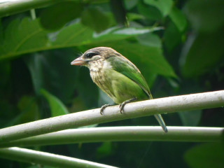 Small bird perched bamboo branch - female free wallpaper