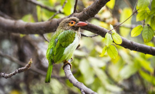 Green bird perched branch tree - a branch of a tree free wallpaper