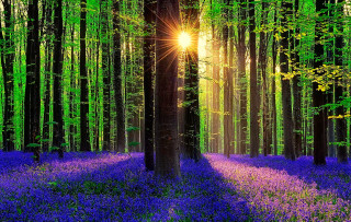 Forest purple flowers sunlight trees - purple flower and trees free wallpaper