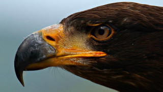 Bird prey closeup yellow beak 2 - a sky background behind free wallpaper