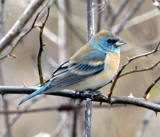 Blue bird sitting branch tree 7 - an illustration of free wallpaper for desktop