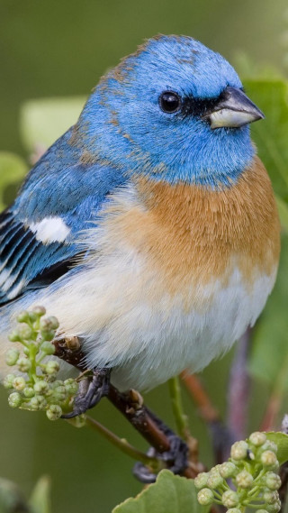 Blue bird sitting branch tree 4 - cloisonnism free wallpaper for mobile