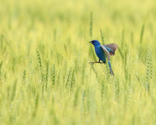 Blue bird branch grass field - a blue bird free wallpaper