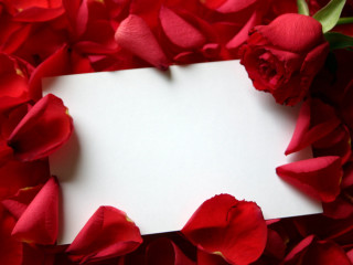 White sheet red flowers petals - rose free wallpaper for desktop
