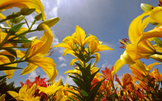Yellow flowers blue sky clouds 7 - a few green leaf free wallpaper