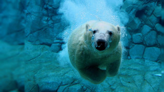 Polar bear swimming water rocks 3 - underwater free wallpaper for desktop