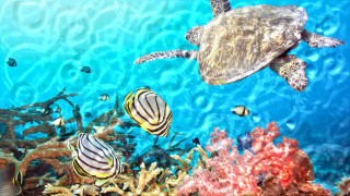 Turtle swimming coral reef fish - fish free wallpaper for desktop