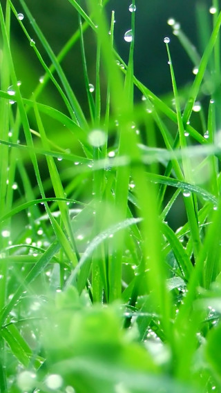 Grass water drops macro blurry 3 - leaf and grass free wallpaper